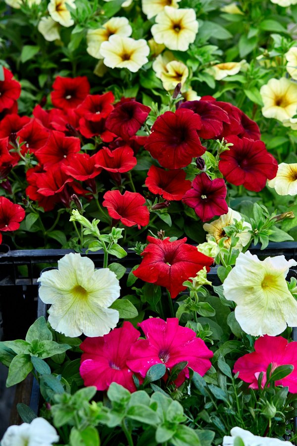 Créer un jardin impeccable avec une bordure de jardin plastique